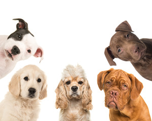Various breed dog portraits facing the camera in a square on a white background
