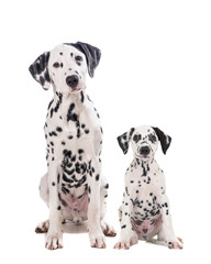Two cute dalmatian dogs one adult and one puppy sitting and facing the camera isolated on a white camera - obrazy, fototapety, plakaty