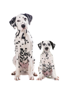 Two cute dalmatian dogs one adult and one puppy sitting and facing the camera isolated on a white camera
