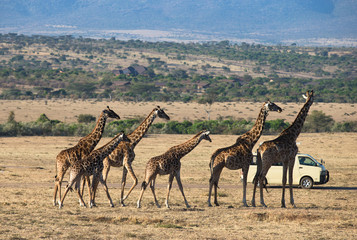 Naklejka na ściany i meble Giraffes in Masai Mara National Park Kenia