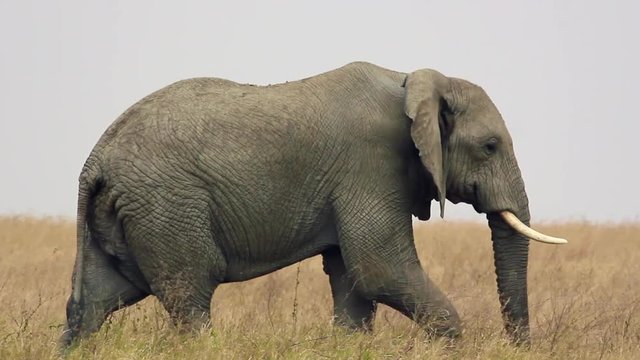 &Eacute;l&eacute;phant dans le parc du Serengeti, Tanzanie