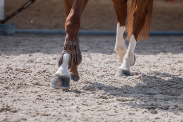 horse legs on dirt