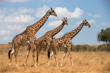 Giraffes in Masai Mara National Park Kenia