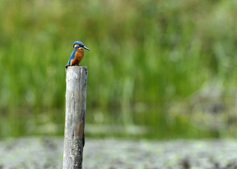 Eisvogel, Bird, Vogel