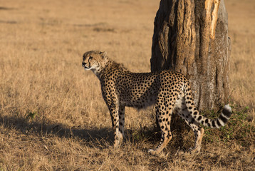 Cheetah in Masai Mara national Park Kenia