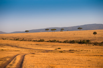 Fototapeta na wymiar African landscape in Masai Mara National Park Kenia