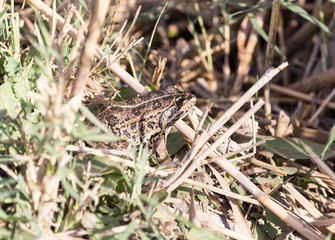 frog on nature