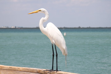 großer Vogel auf Geländer