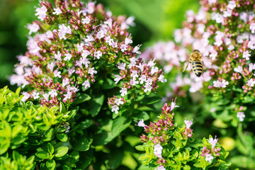 honey Bee perched on a flower collecting pollen, macro bee on flower