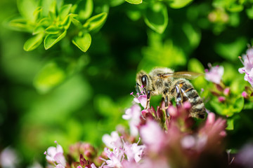 honey Bee perched on a flower collecting pollen, macro bee on flower