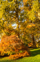 Colorfull italian park with trees and autumn colors