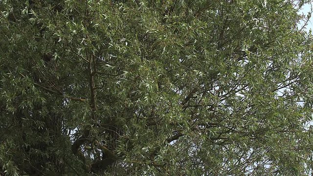 Pollard Willow, salix alba, Wind in the Leaves, Slow motion