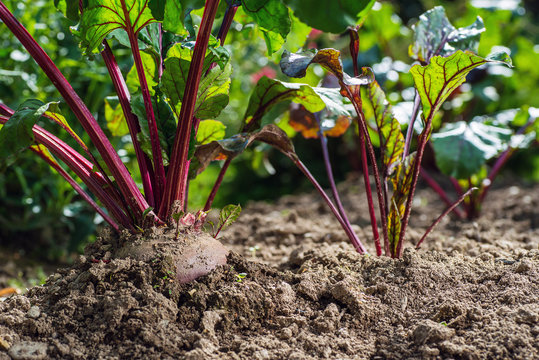 beetroot with fresh leaves in the vegetable garden. 