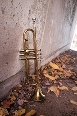 Fototapeta na wymiar Old Trumpet Autumn Leaves
