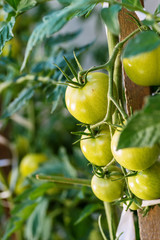 Ripe garden tomatoes ,Green tomatoes in the garden, fresh tomatoes