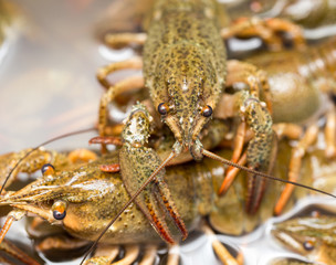 Live crayfish in the water as a background