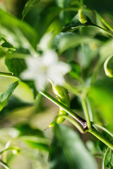 green pepperoni growing in vegetable garden, spicy chili peppers
