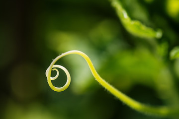 cucumber bine in garden, vine macro