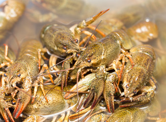 Live crayfish in the water as a background