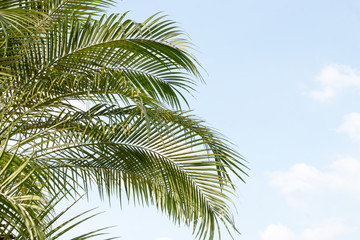 Fototapeta na wymiar green leaf of palm,palm in garden or pak,palm is tall,palm make oxygen