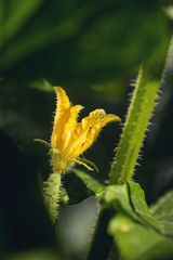 cucumber flower detail in garden, macro photography..blooming cucumber