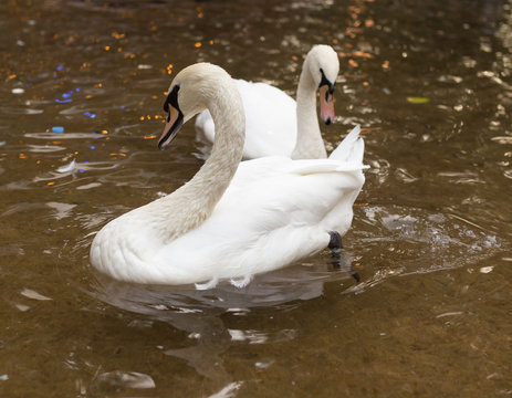 two swans on the pond