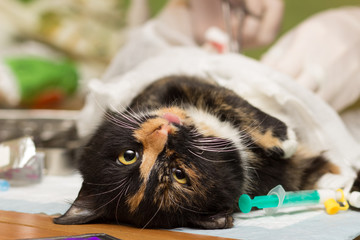 Veterinariya.Sterilizatsiya cats. Cat under anesthesia.
