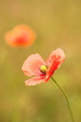 Obraz premium ポピー