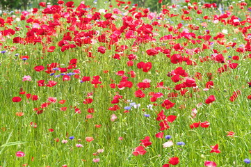 Fototapeta premium ポピー