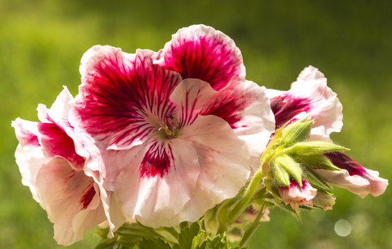 Close up photograph of pink Geranium flowers and blossoms