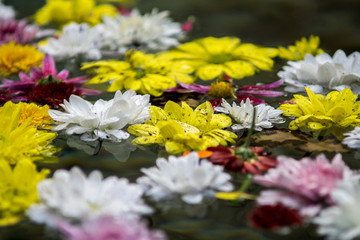 colorful flowers floating in the water