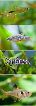 Aquarium fish collection set. Swimming silver tipped tetra, Danio margaritatus celestial pearl Microrasbora Galaxy, Botia histrionica, Rosy Tetra. Macro view