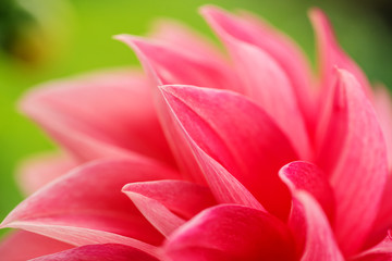 Fototapeta premium Macro image of a red dahlia flower in fresh blossom, red petals dahlia in garden
