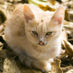Cute cat on autumn leaves
