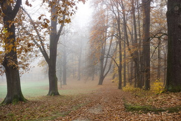 Autumn fog forest