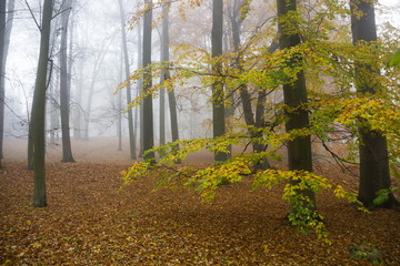 Autumn fog forest