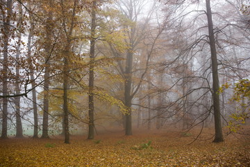 Fototapeta premium Autumn fog forest