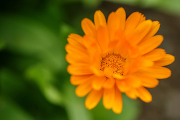 flower calendula officinalis in blooming on meadow