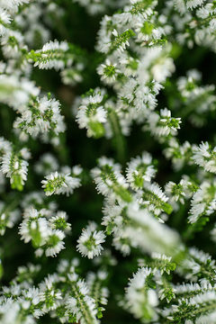 detail of white flowering heather, calluna vugaris