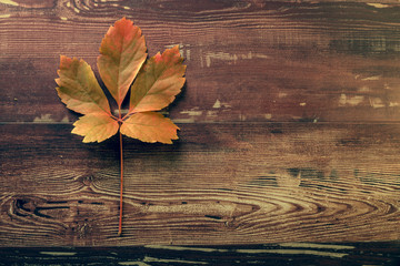 une feuille morte au couleurs d'automne sur une planche de bois et aux tonalités vintage  