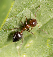 ant in nature. macro