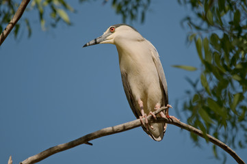 Black Crowned Night Heron