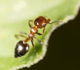 ant in nature. macro