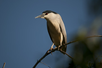Black Crowned Night Heron