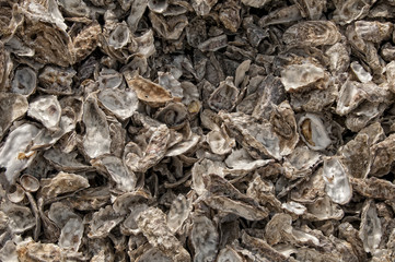 Oyster Shells, Point Reyes