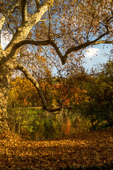 Fototapeta premium Colorfull italian park with trees and autumn colors