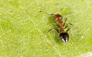 ant in nature. macro