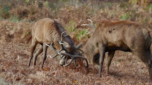 Red Deer stags (Cervus elaphus) fighting or dueling during the rutting season in autumn or fall
