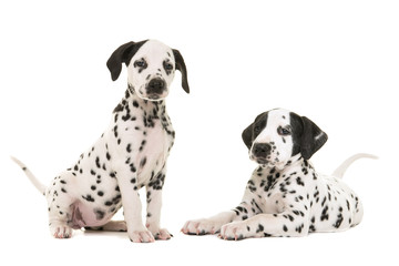 Two cute dalmatian puppy dogs sitting and lying down facing the camera isolated on a white background both with tails up