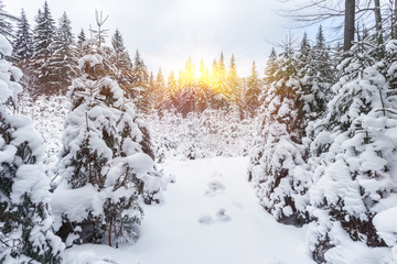 Winter snow covered fir trees on mountainside blue sky